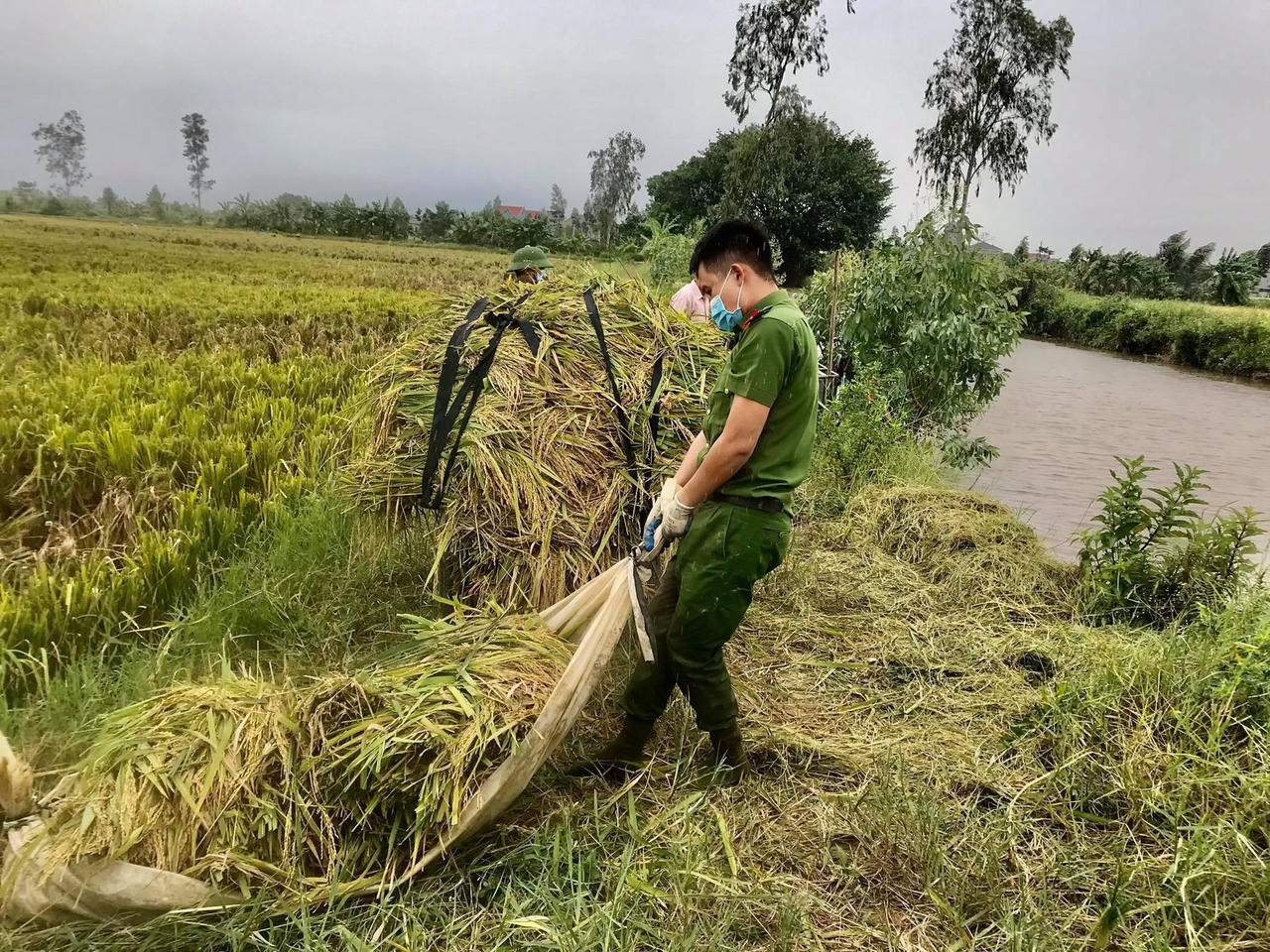 Hình ảnh đoàn viên Công an tỉnh Thái Bình xuống đồng gặt lúa giúp dân