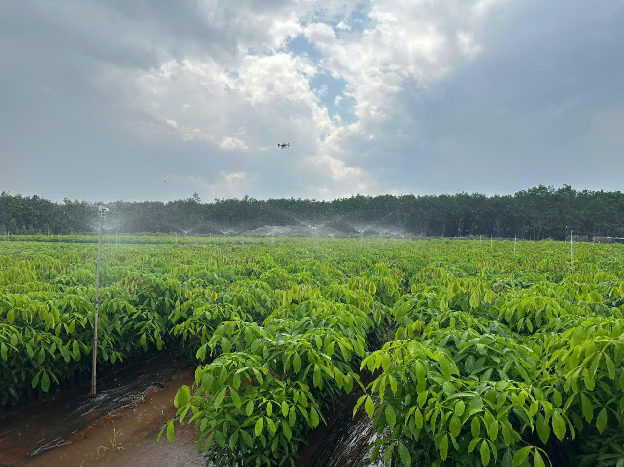 Đoàn công tác Ban Tuyên giáo và Dân vận Trung ương thực tế tại Tổng Công ty Cao su Đồng Nai