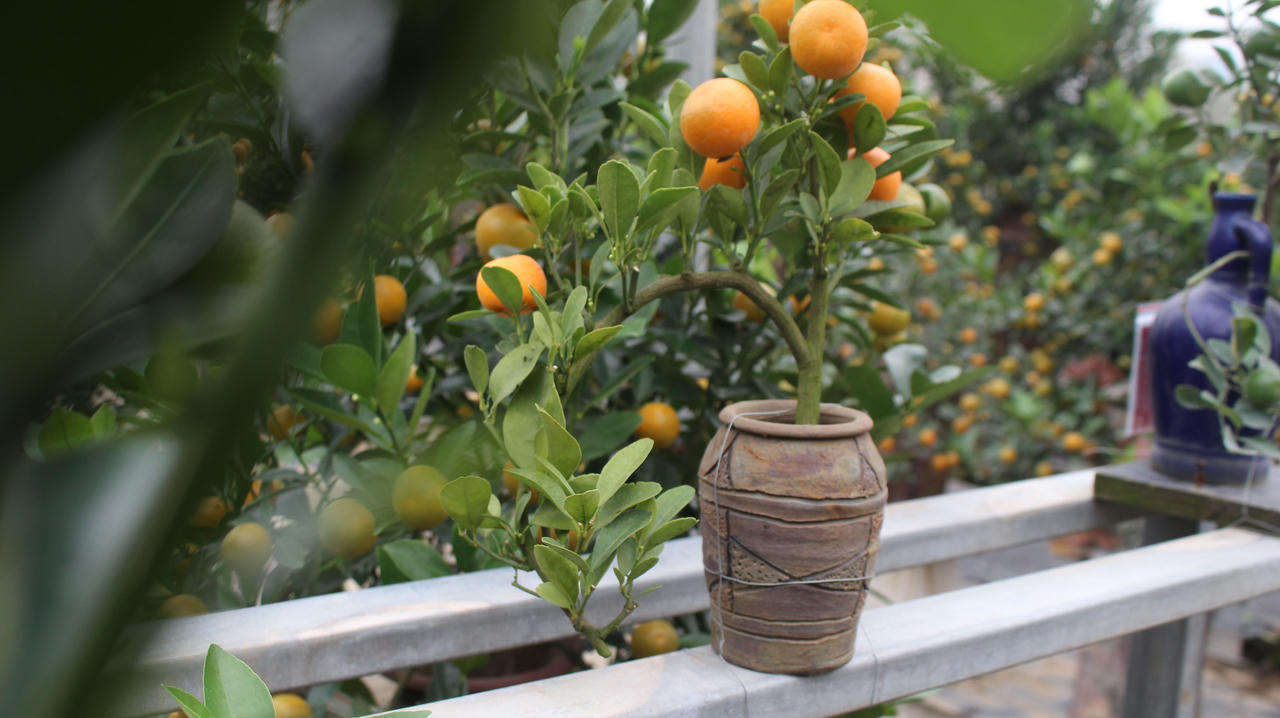 Quất bon sai tạo hình trên lưng heo thu hút khách