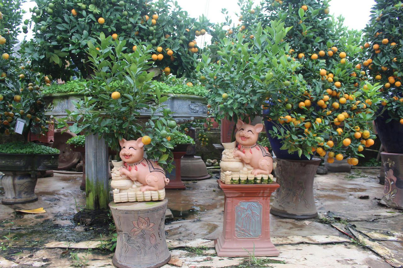 Quất bon sai tạo hình trên lưng heo thu hút khách