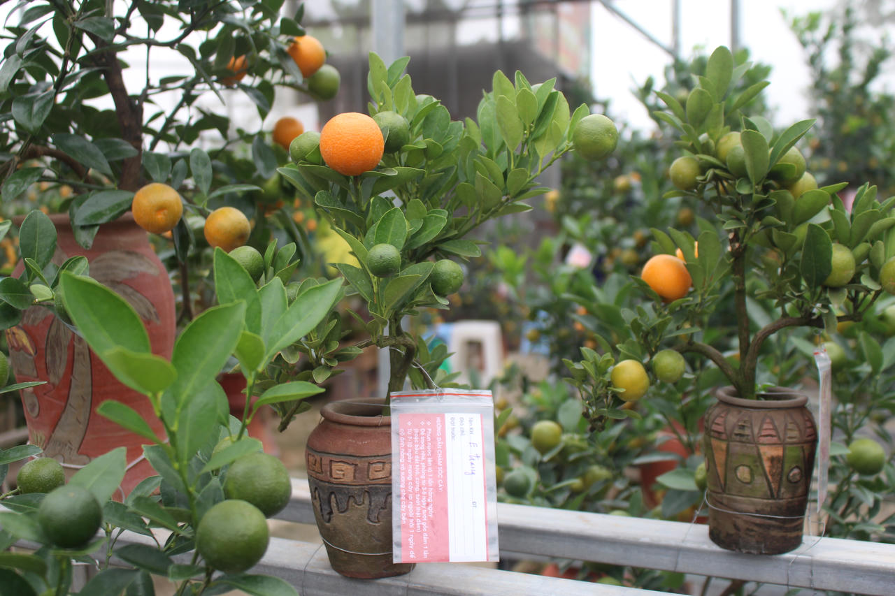 Quất bon sai tạo hình trên lưng heo thu hút khách