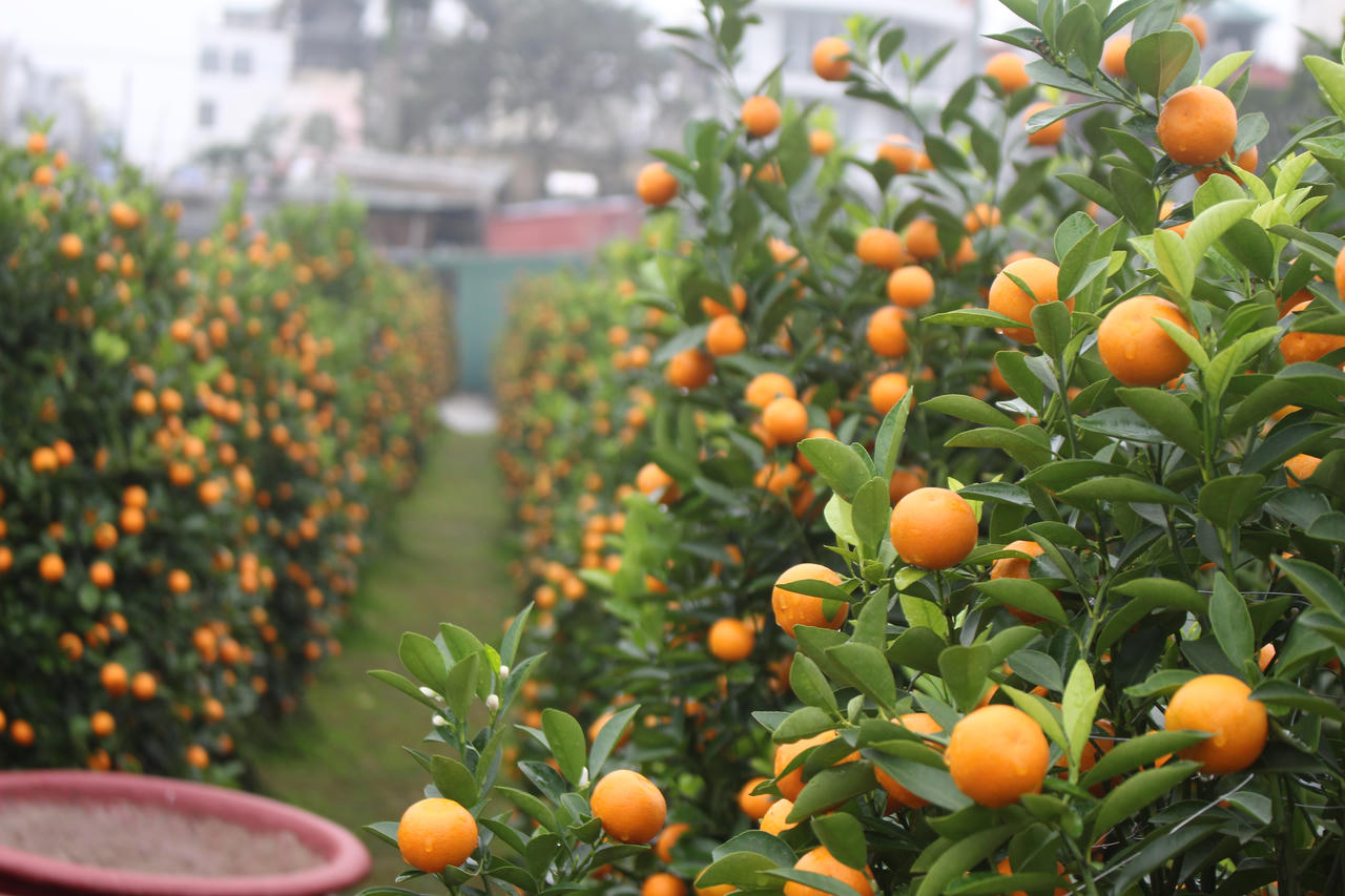 Quất bon sai tạo hình trên lưng heo thu hút khách