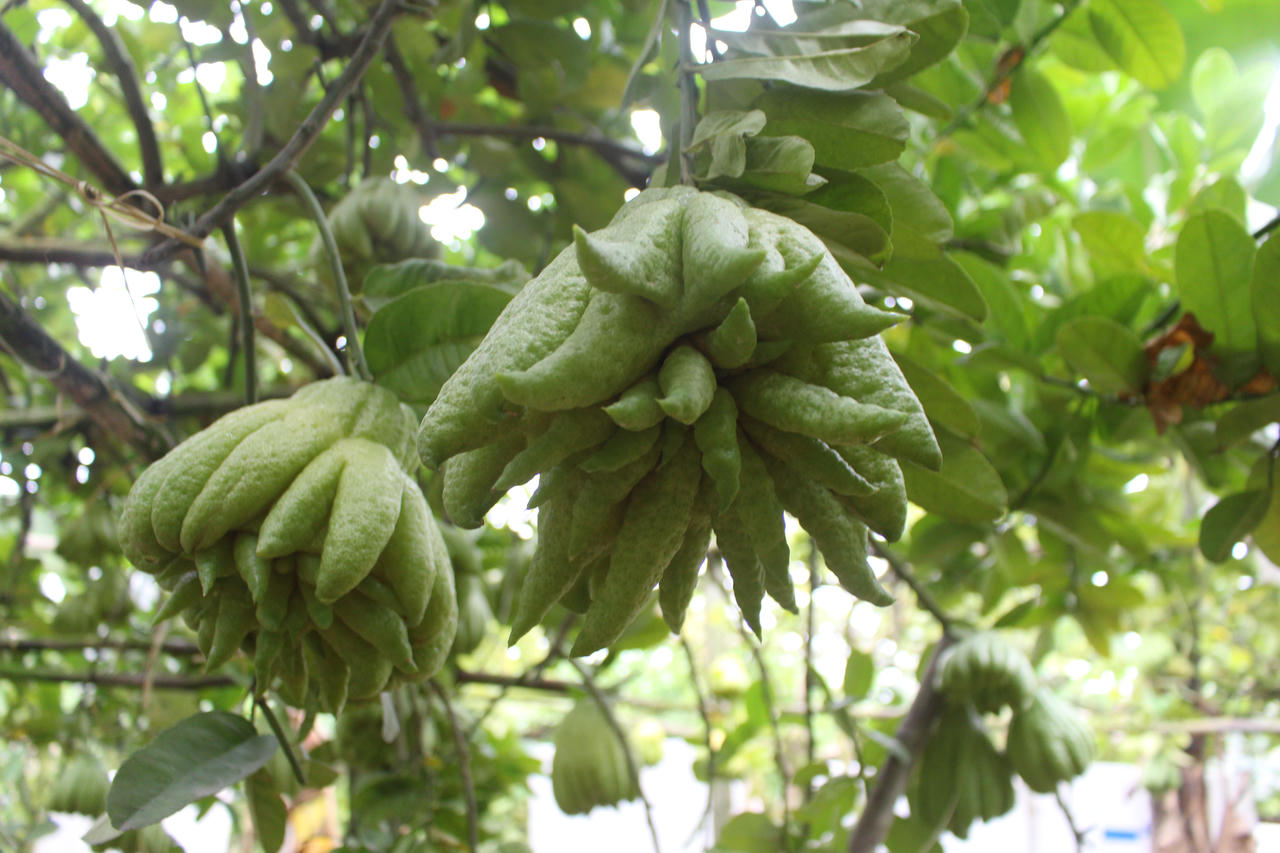 Phật thủ tết giá cao, người dân Đắc Sở thu lãi trăm triệu 1ha