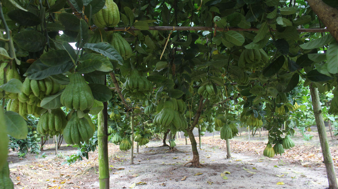 Phật thủ tết giá cao, người dân Đắc Sở thu lãi trăm triệu 1ha