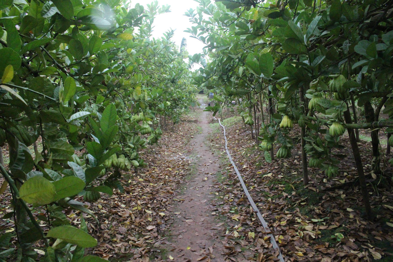 Phật thủ tết giá cao, người dân Đắc Sở thu lãi trăm triệu 1ha