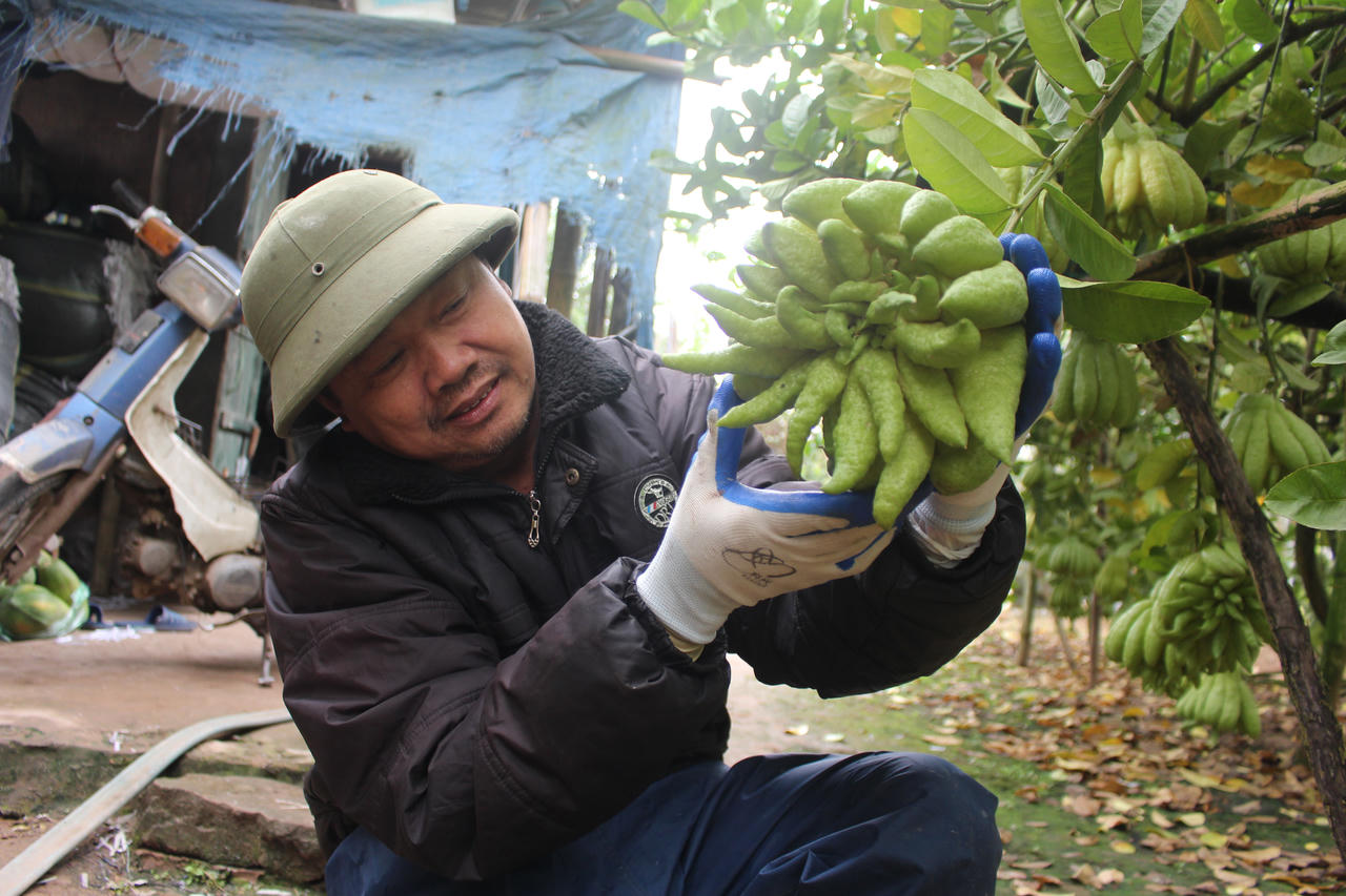 Phật thủ tết giá cao, người dân Đắc Sở thu lãi trăm triệu 1ha