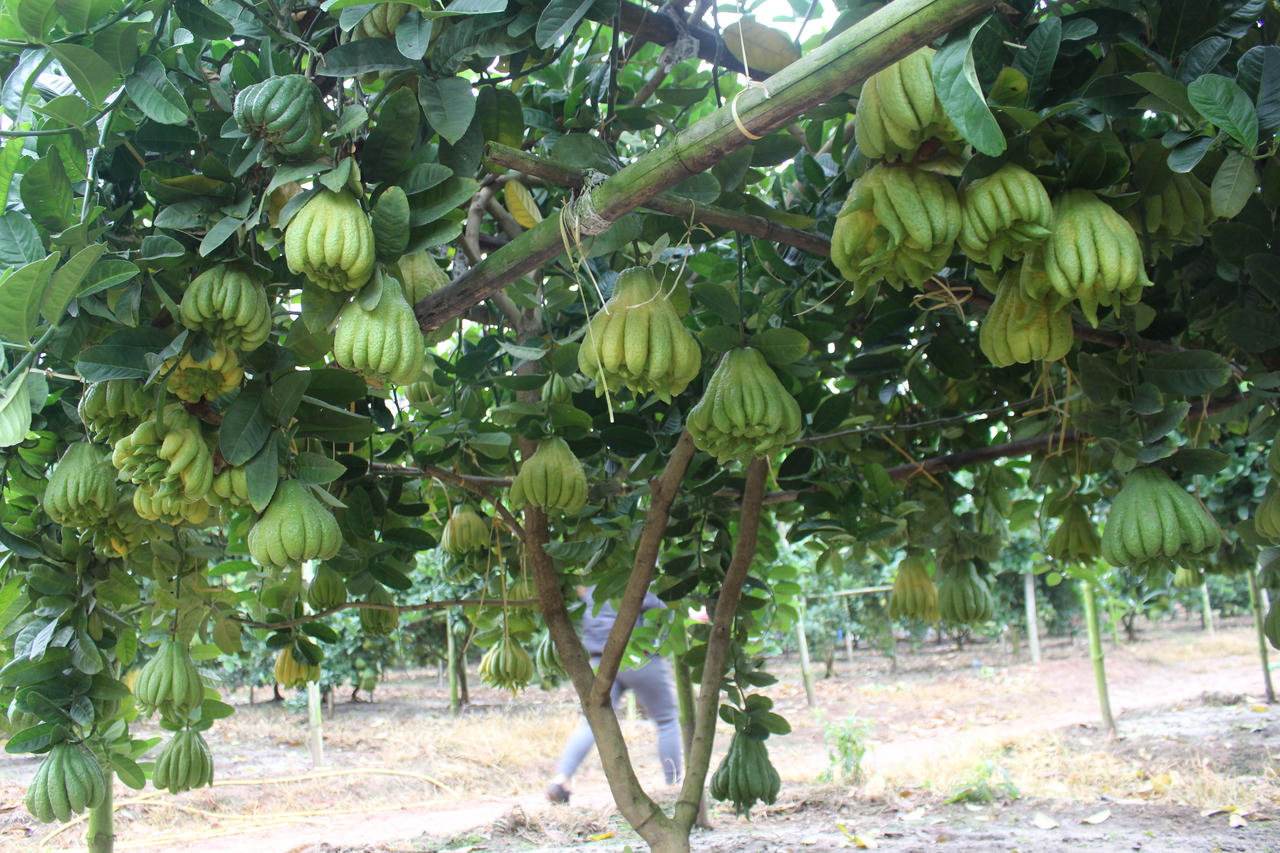 Phật thủ tết giá cao, người dân Đắc Sở thu lãi trăm triệu 1ha