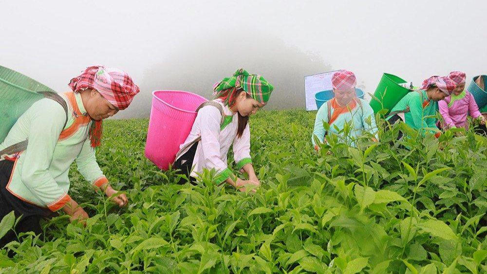 Mường Khương (Lào Cai): Khai thác hiệu quả tiềm năng, thế mạnh nông nghiệp để phát triển kinh tế