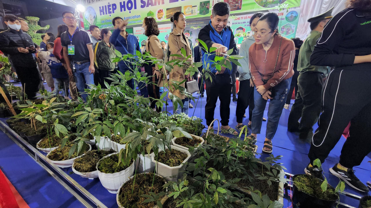 Khai mạc Hội chợ sâm Lai châu 2022