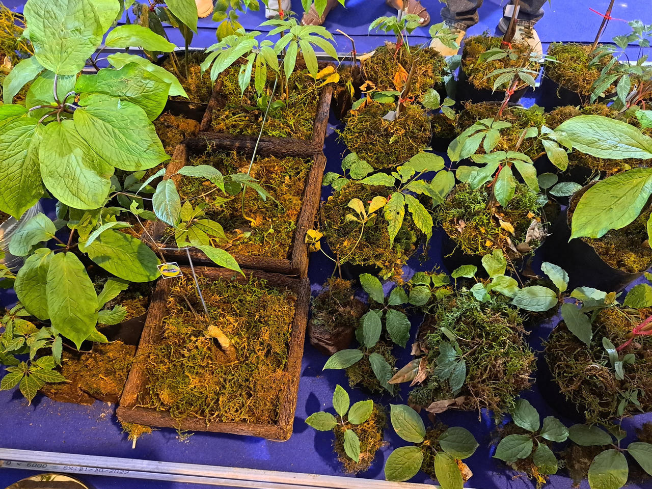 Khai mạc Hội chợ sâm Lai châu 2022