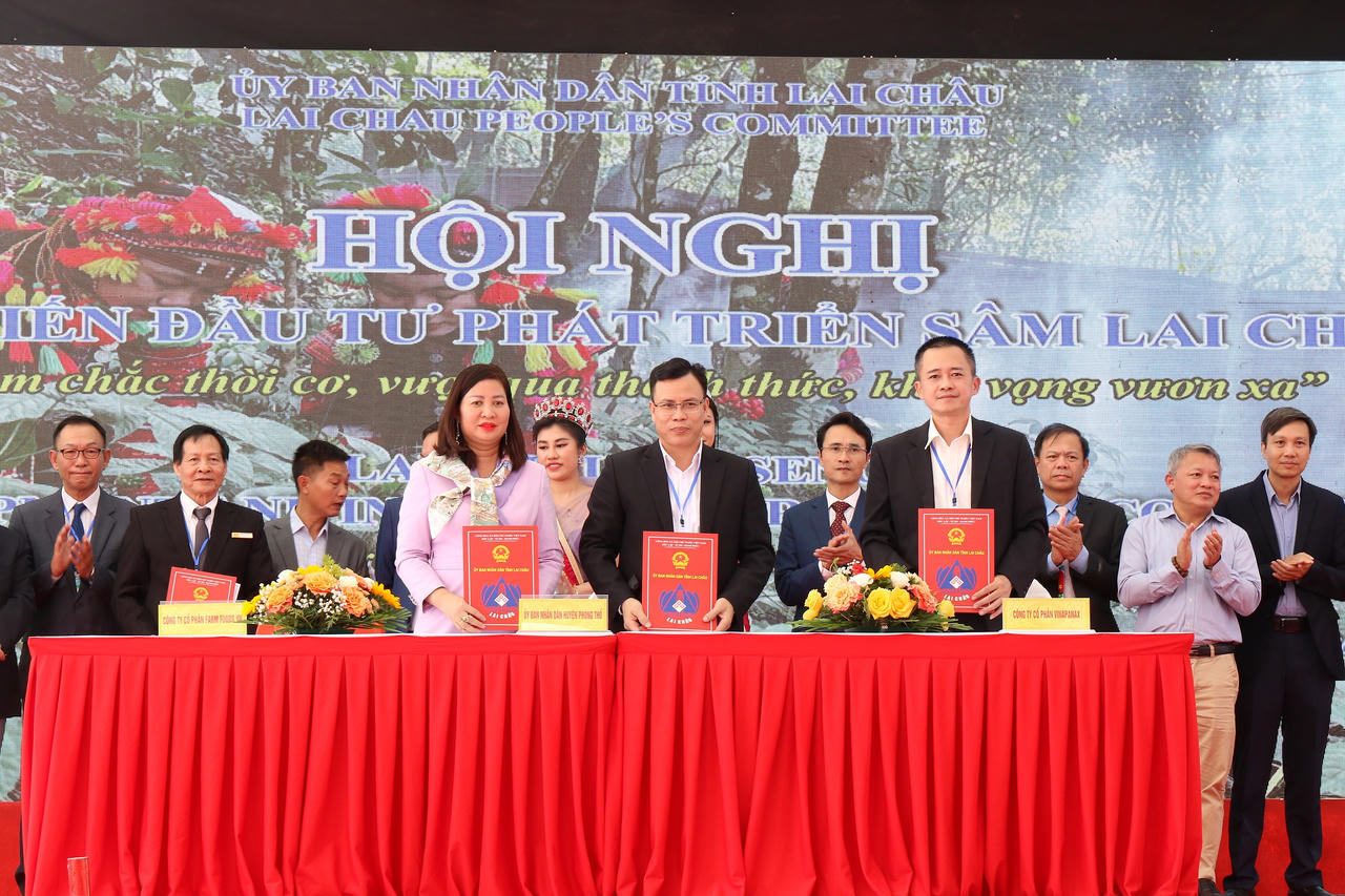 Xúc tiến đầu tư phát triển sâm Lai Châu