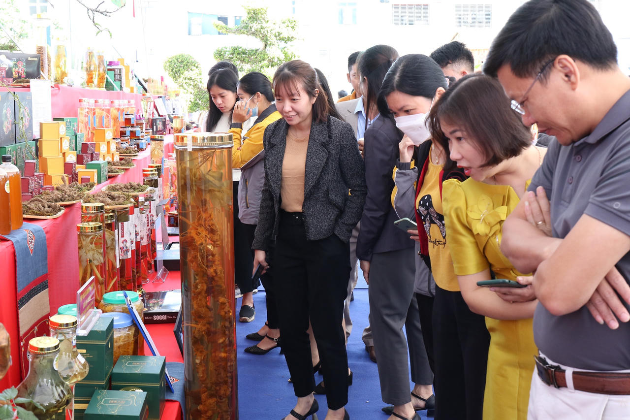 Xúc tiến đầu tư phát triển sâm Lai Châu