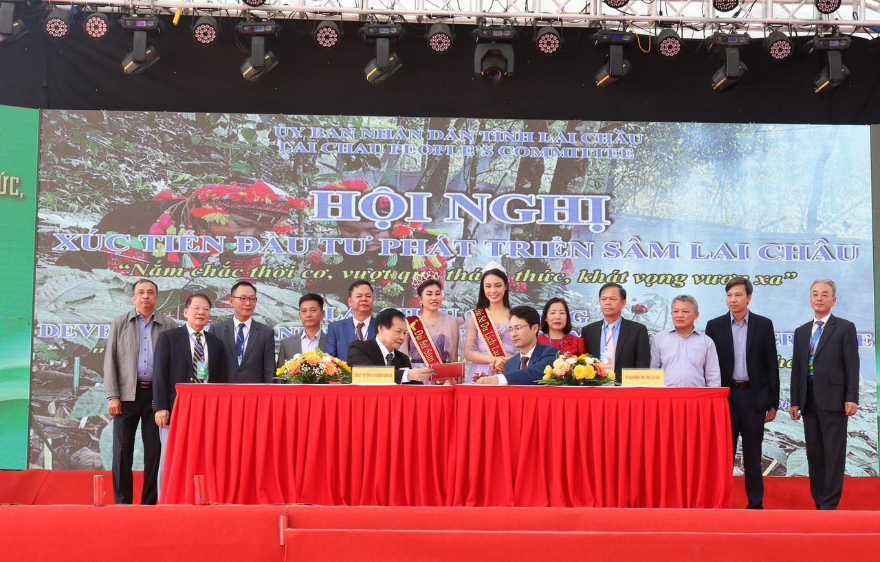 Xúc tiến đầu tư phát triển sâm Lai Châu