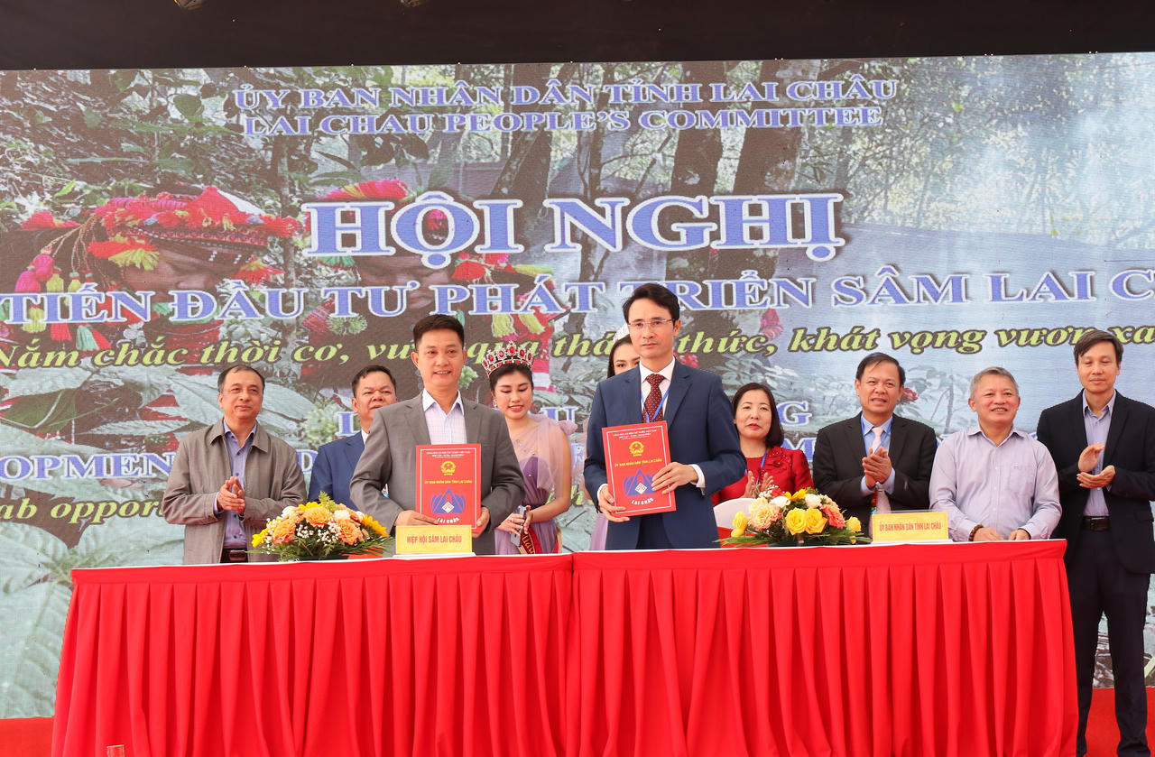 Xúc tiến đầu tư phát triển sâm Lai Châu