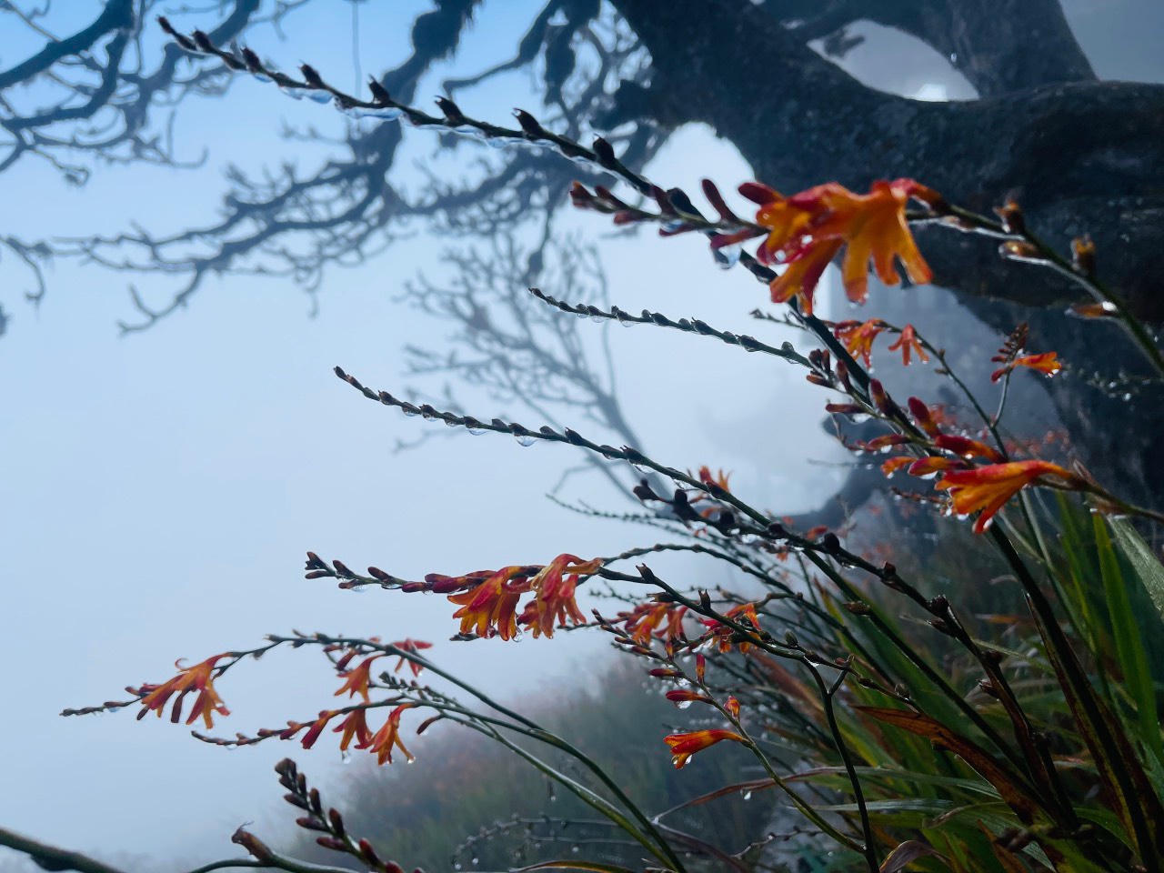 Xuất hiện băng giá trên đỉnh Fansipan