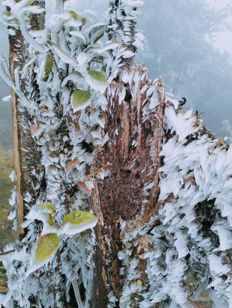 Băng giá và sương muối phủ trắng Fansipan