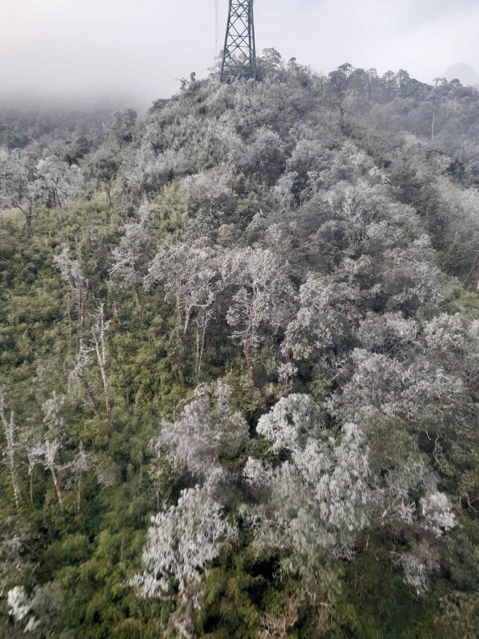 Băng giá và sương muối phủ trắng Fansipan