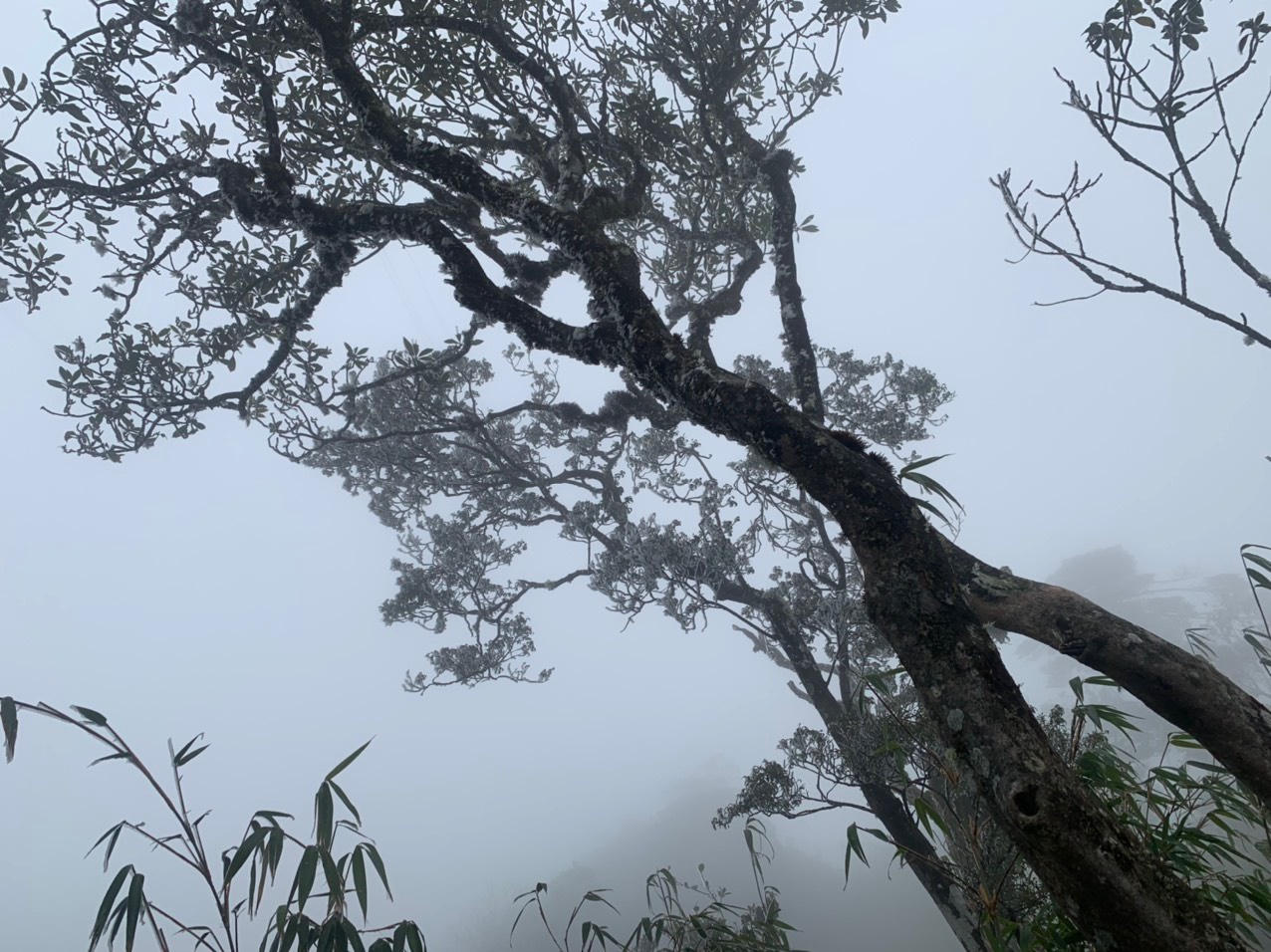 Băng giá và sương muối phủ trắng Fansipan