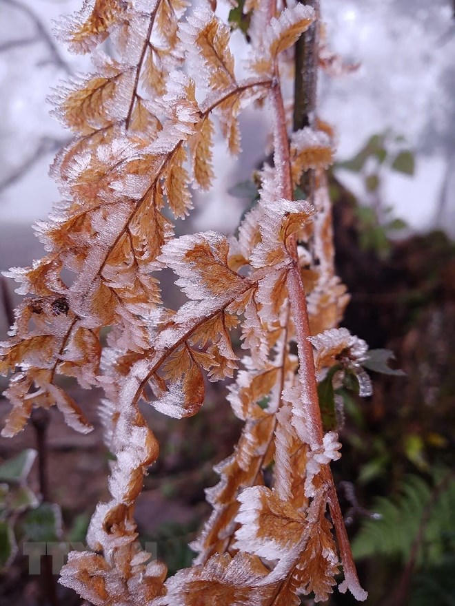 Băng giá và sương muối phủ trắng Fansipan