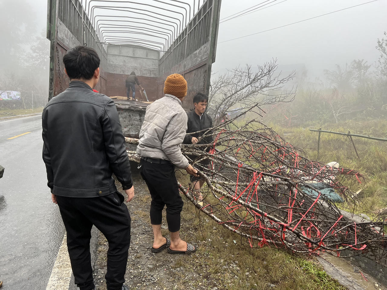 Nhộn nhịp thị trường đào Tây Bắc 