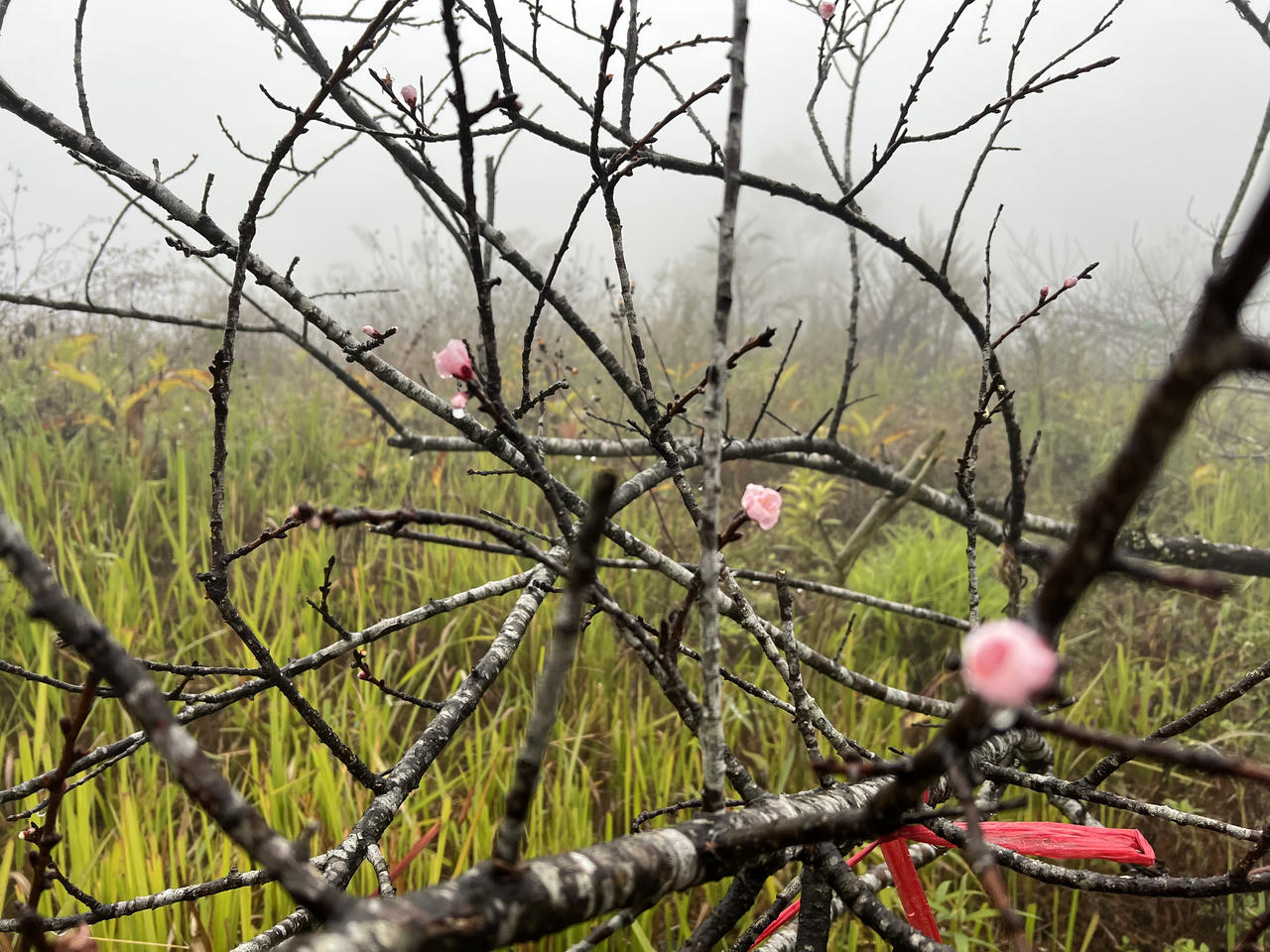 Nhộn nhịp thị trường đào Tây Bắc 