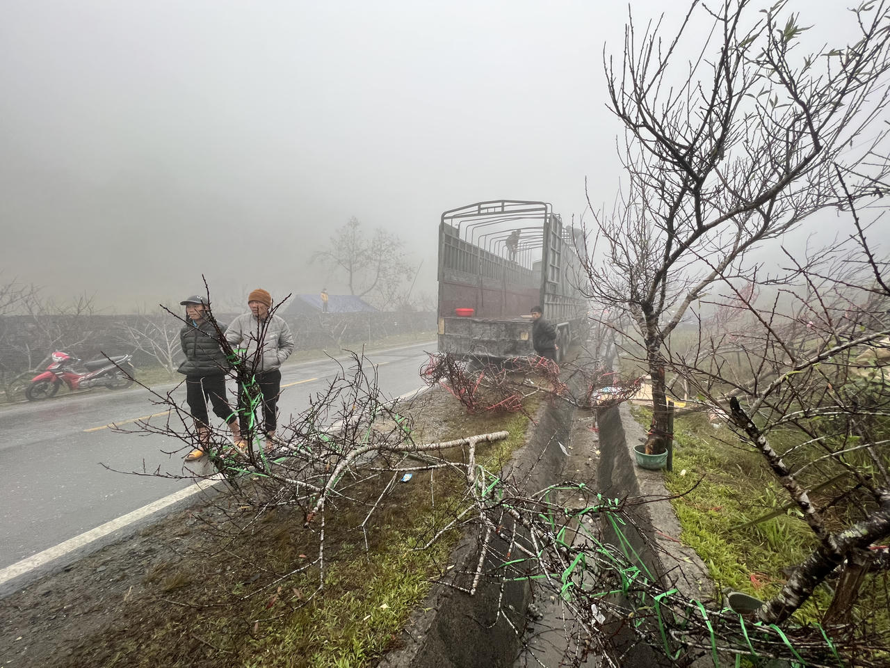 Nhộn nhịp thị trường đào Tây Bắc 