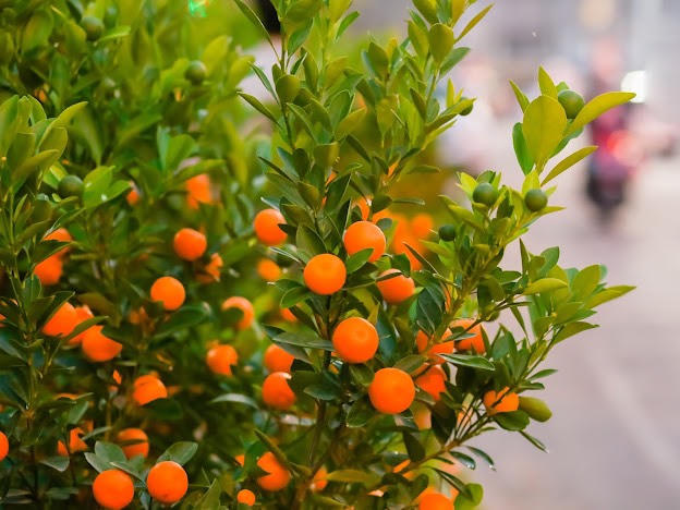 Ngập tràn không khí Tết tại Thành phố Lào cai