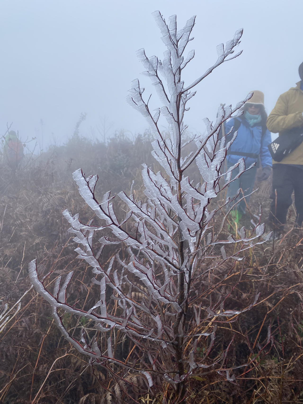 Cận cảnh băng tuyết trên núi Lảo Thẩn - Y Tý đầu năm