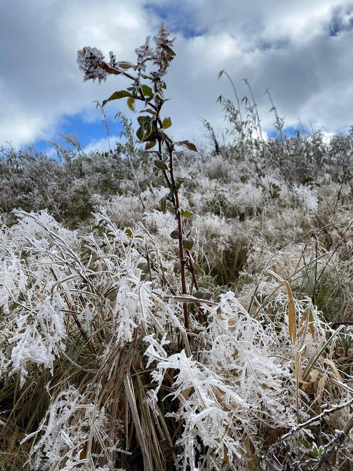 Cận cảnh băng tuyết trên núi Lảo Thẩn - Y Tý đầu năm