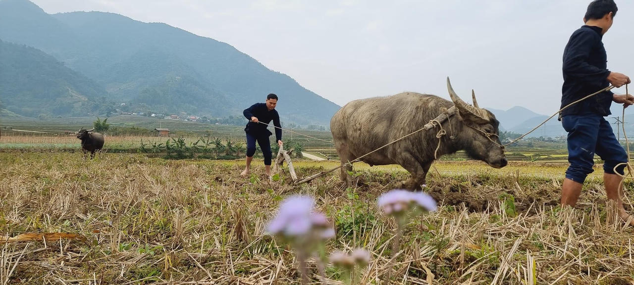Rộn ràng lễ hội “Lùng Tùng” của dân tộc Thái huyện Than Uyên 