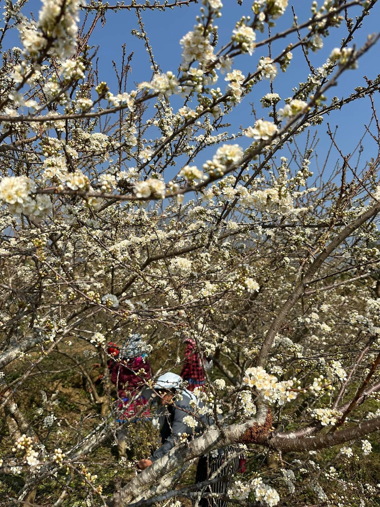 Cảnh đẹp như thiên đường trong những đồi hoa mận trắng tinh khôi ở Tam Đường 