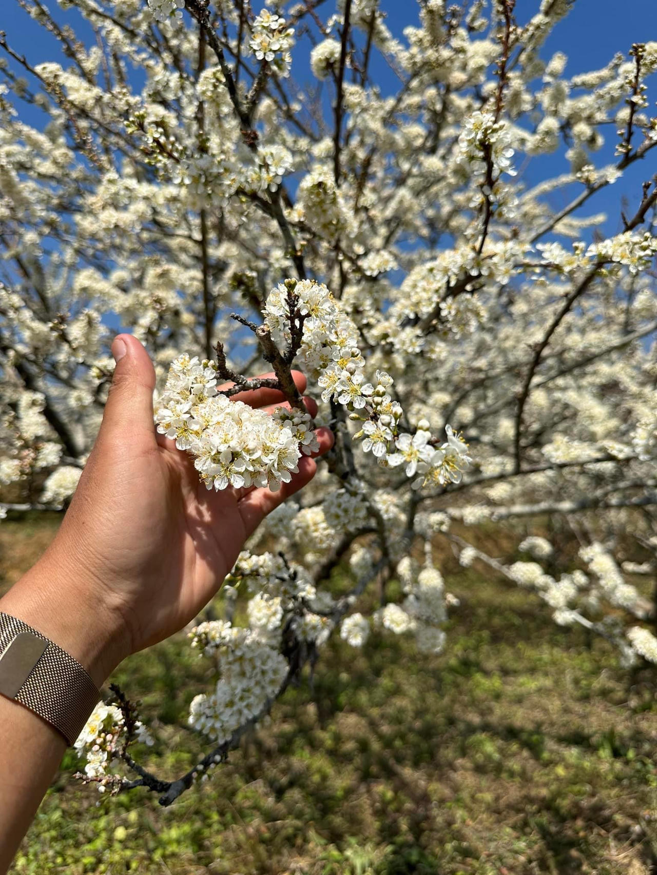 Cảnh đẹp như thiên đường trong những đồi hoa mận trắng tinh khôi ở Tam Đường 