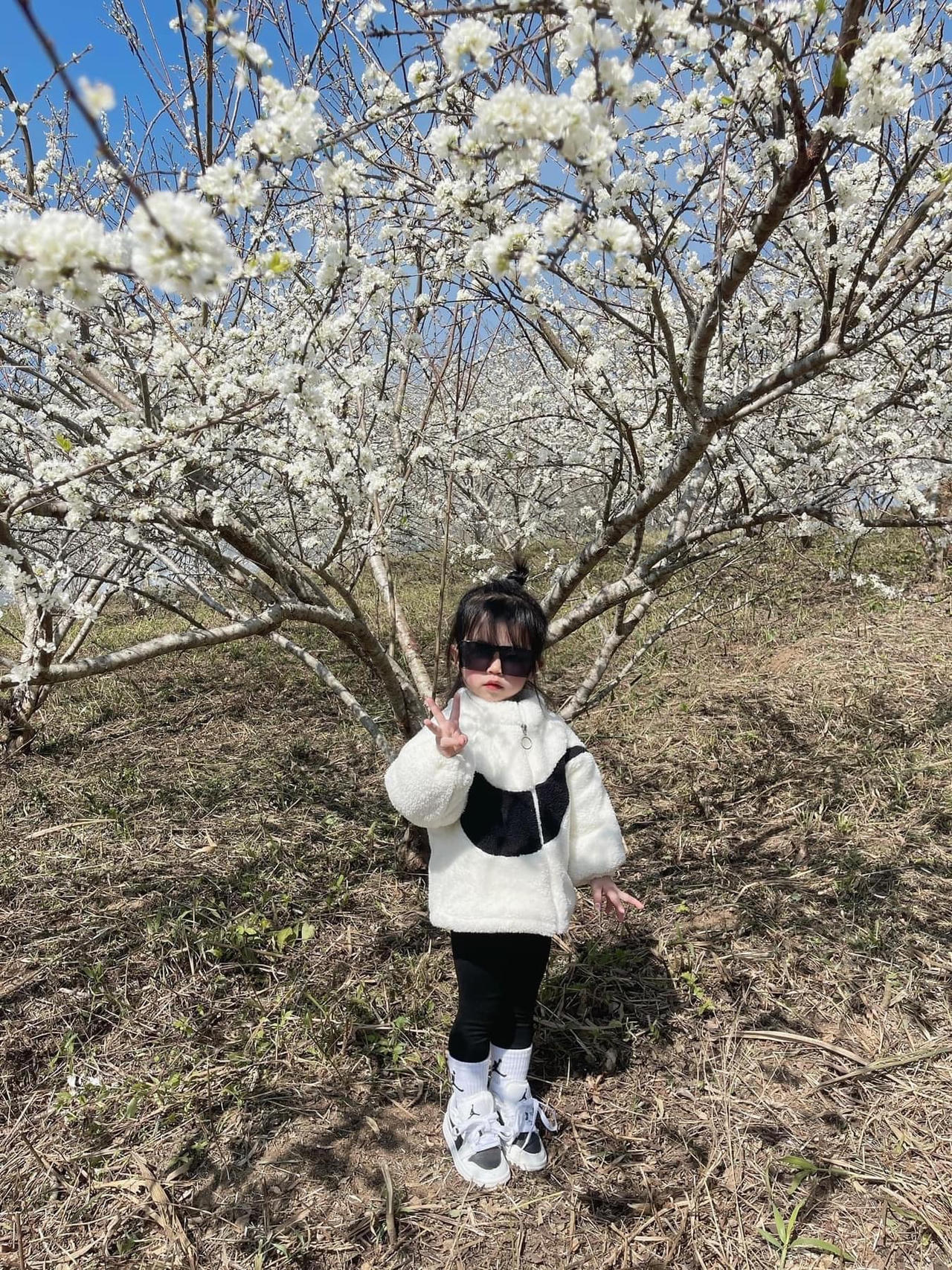 Cảnh đẹp như thiên đường trong những đồi hoa mận trắng tinh khôi ở Tam Đường 