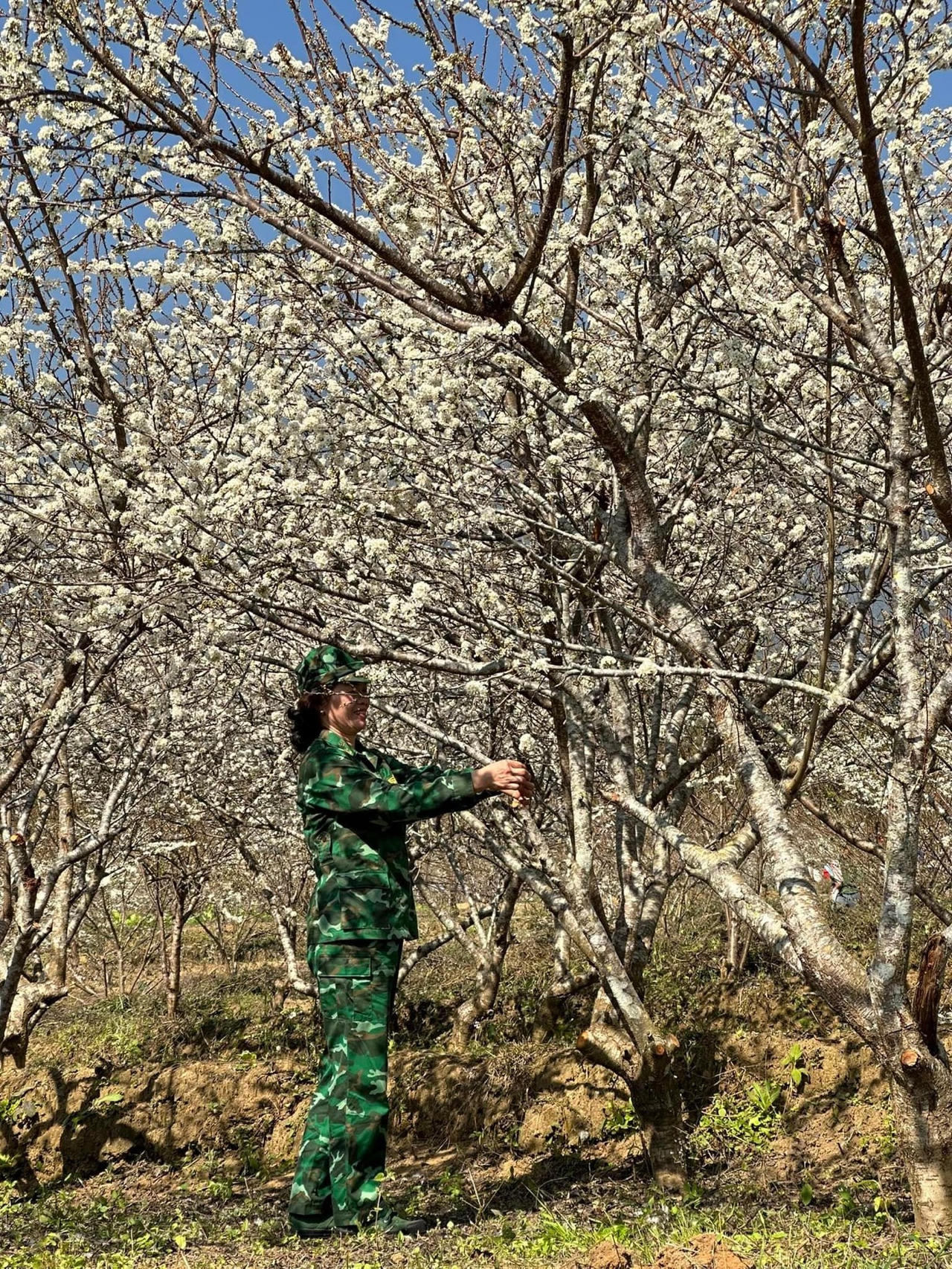 Cảnh đẹp như thiên đường trong những đồi hoa mận trắng tinh khôi ở Tam Đường 