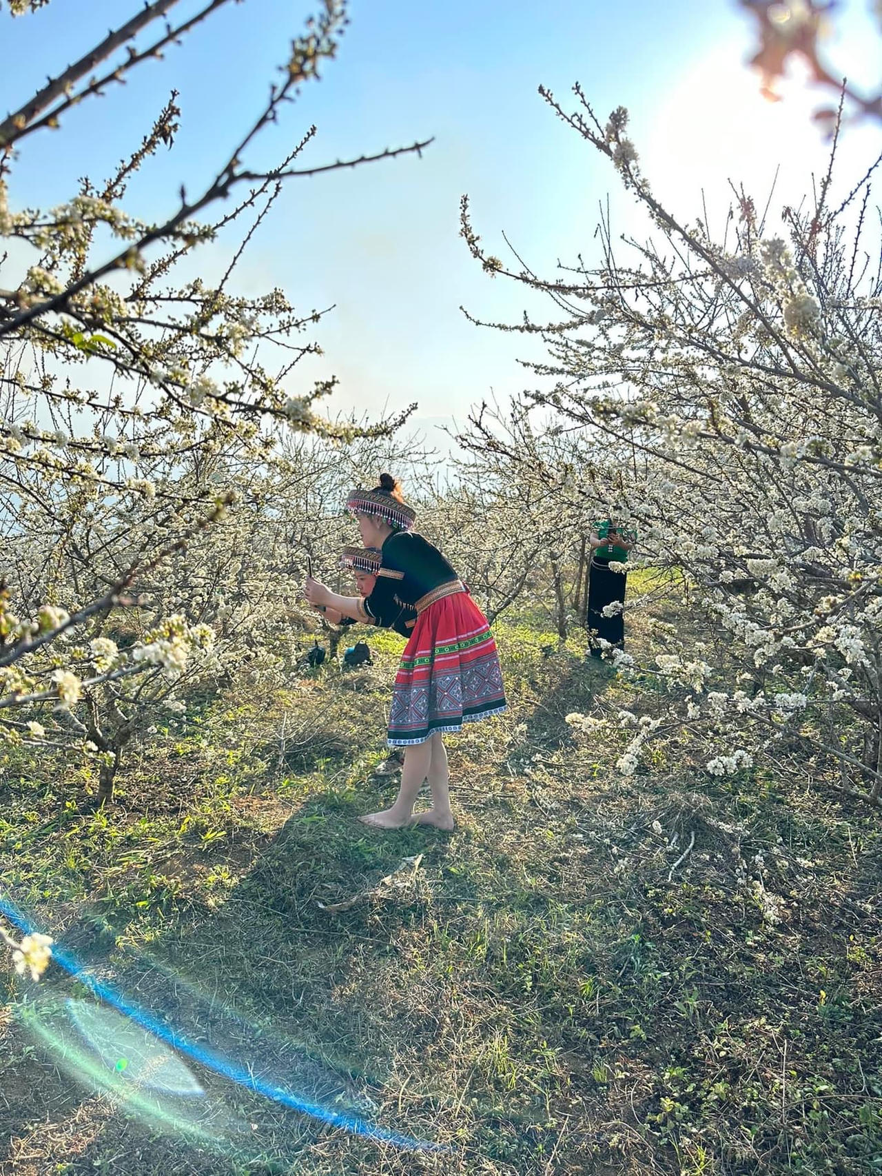 Cảnh đẹp như thiên đường trong những đồi hoa mận trắng tinh khôi ở Tam Đường 