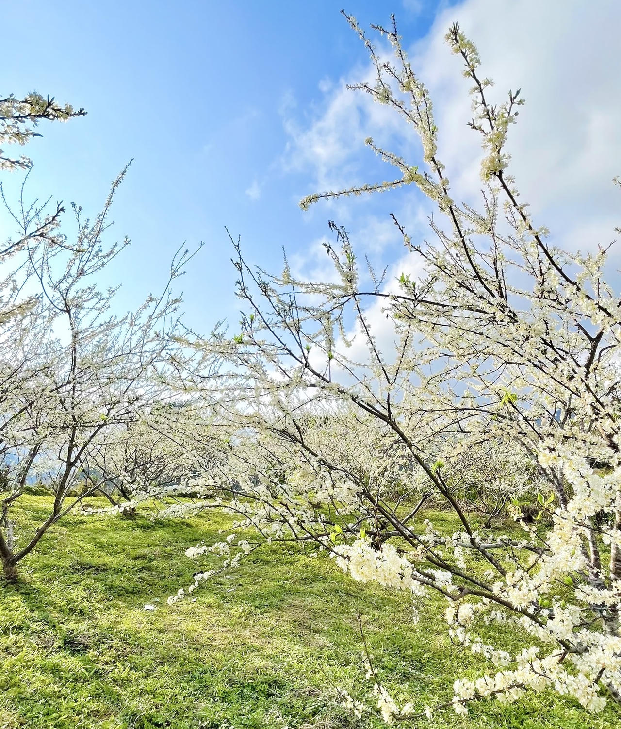 Hoa mận trên cao nguyên Bắc Hà: Đẹp đến nao lòng!