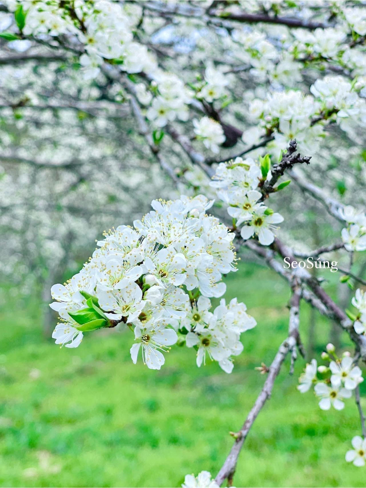 Hoa mận trên cao nguyên Bắc Hà: Đẹp đến nao lòng!