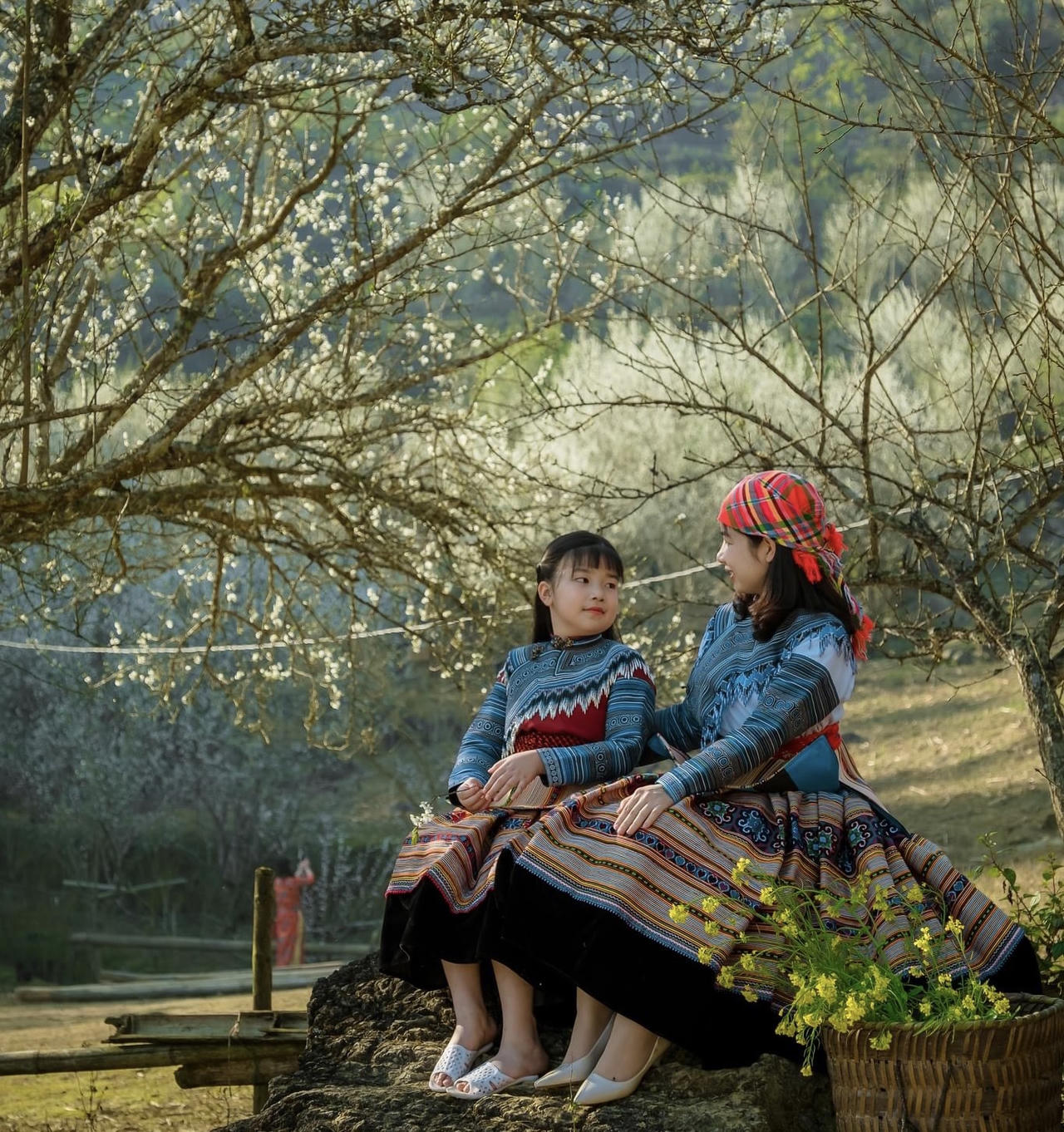 Hoa mận trên cao nguyên Bắc Hà: Đẹp đến nao lòng!