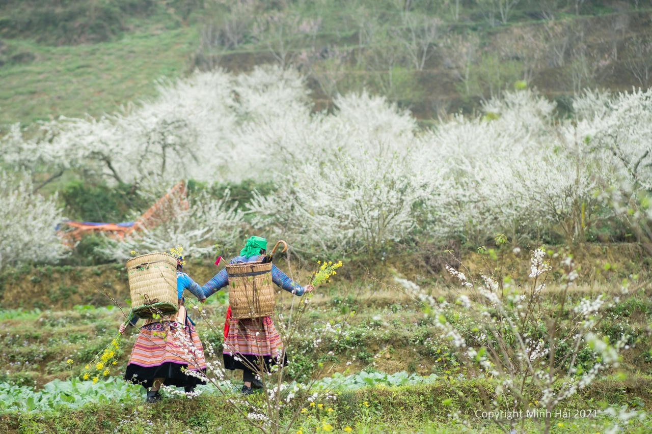 Hoa mận trên cao nguyên Bắc Hà: Đẹp đến nao lòng!
