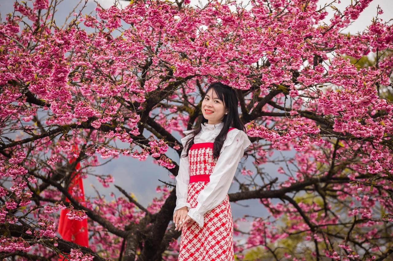 Hoa anh đào khoe sắc rực rỡ bên bờ hồ Sa Pa