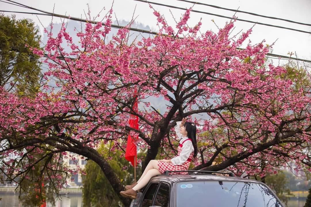 Hoa anh đào khoe sắc rực rỡ bên bờ hồ Sa Pa