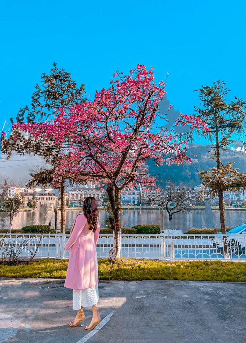 Hoa anh đào khoe sắc rực rỡ bên bờ hồ Sa Pa