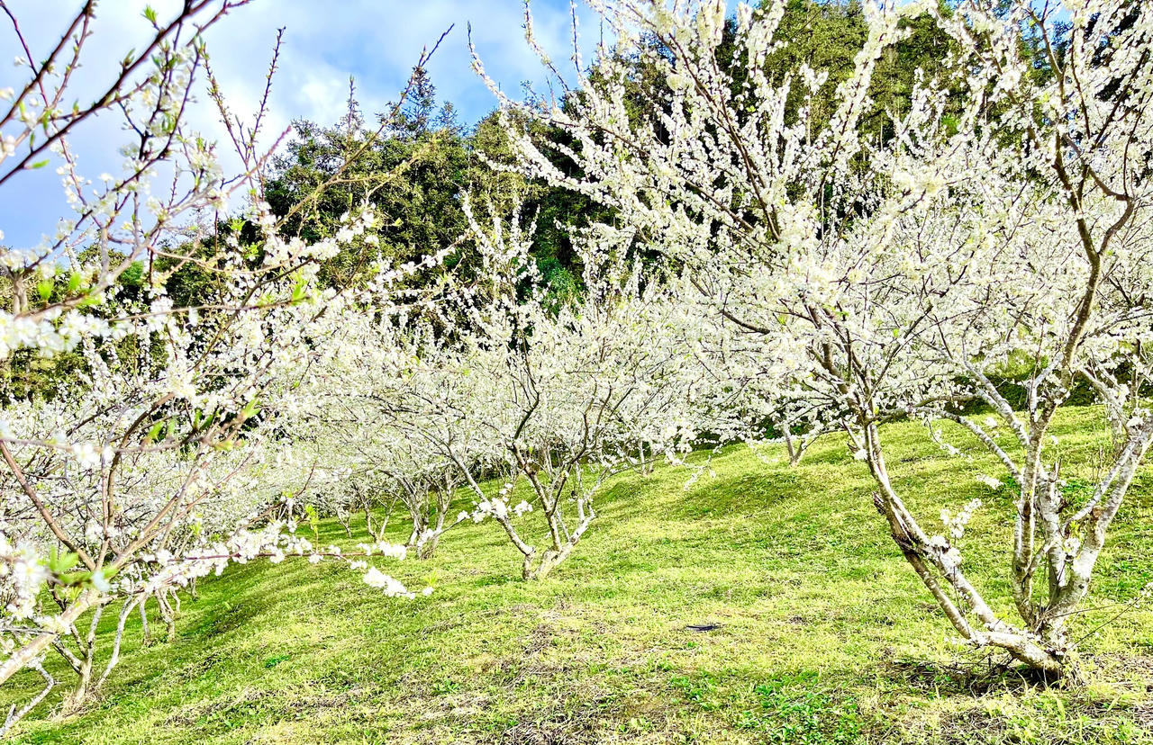 Hoa mận trên cao nguyên Bắc Hà: Đẹp đến nao lòng!
