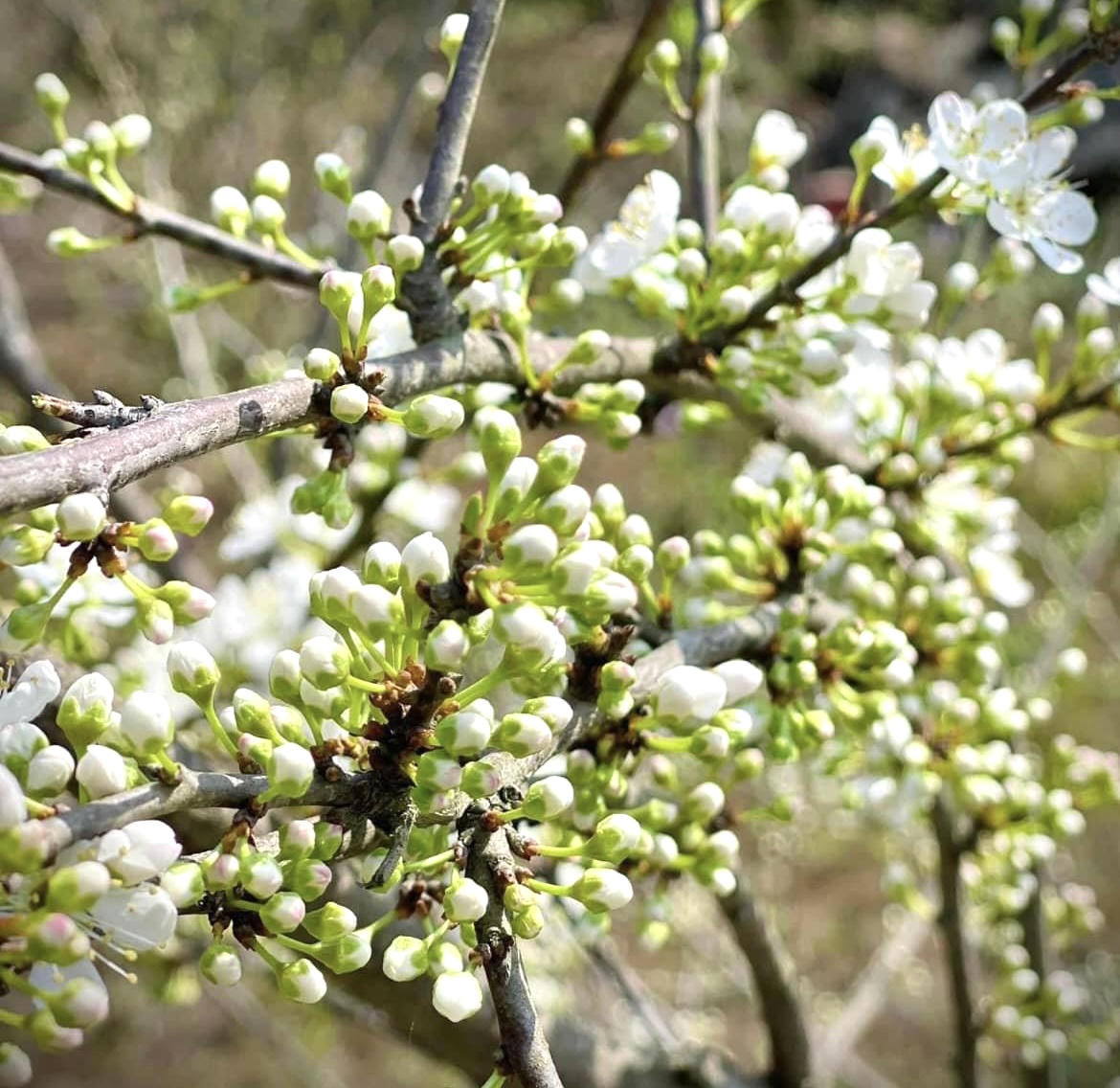 Hoa mận trên cao nguyên Bắc Hà: Đẹp đến nao lòng!