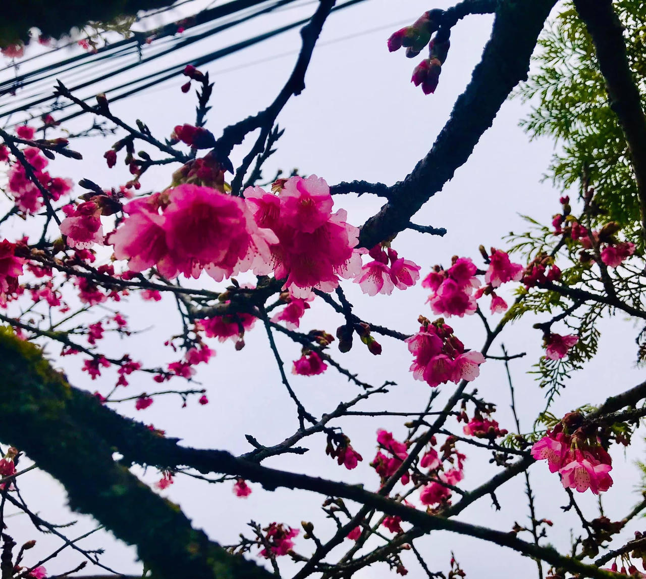 Hoa anh đào khoe sắc rực rỡ bên bờ hồ Sa Pa