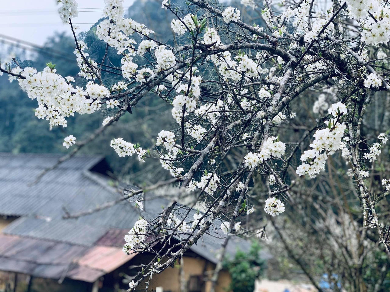 Hoa mận trên cao nguyên Bắc Hà: Đẹp đến nao lòng!