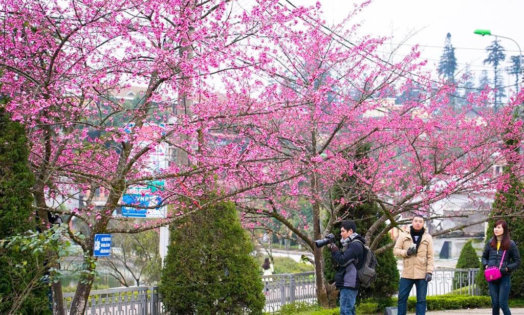 Hoa anh đào khoe sắc rực rỡ bên bờ hồ Sa Pa