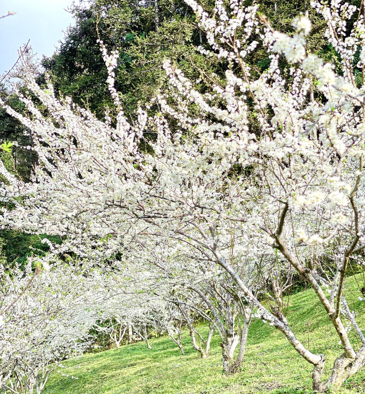 Hoa mận trên cao nguyên Bắc Hà: Đẹp đến nao lòng!