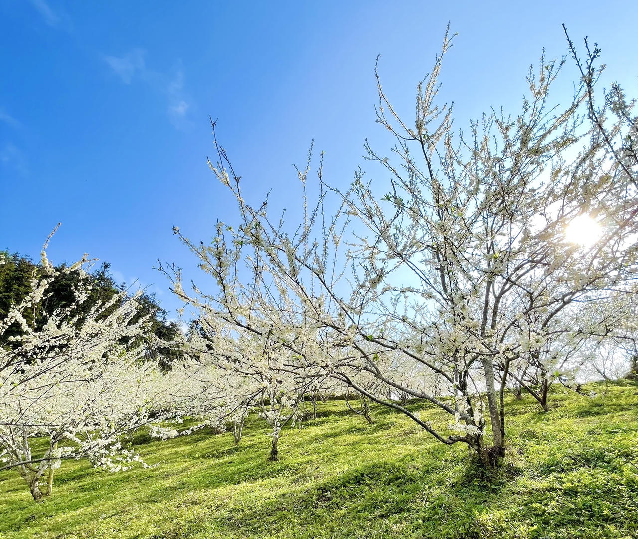 Hoa mận trên cao nguyên Bắc Hà: Đẹp đến nao lòng!