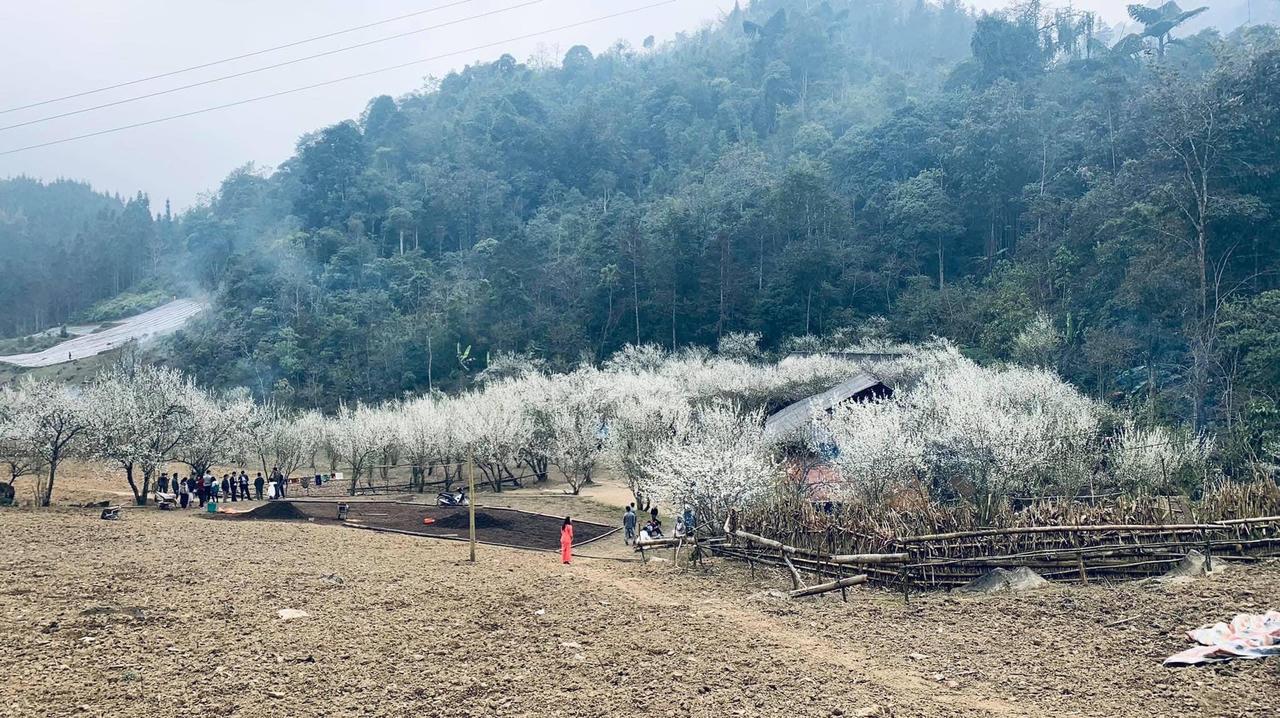 Hoa mận trên cao nguyên Bắc Hà: Đẹp đến nao lòng!